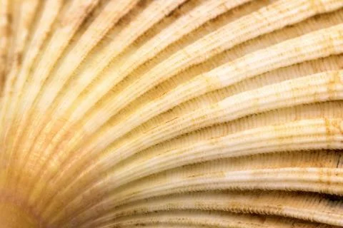 Scallop seashell conch closeup Stock Photos