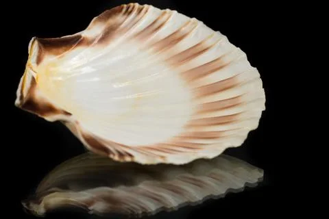Scallop seashell with reflection 스톡 사진