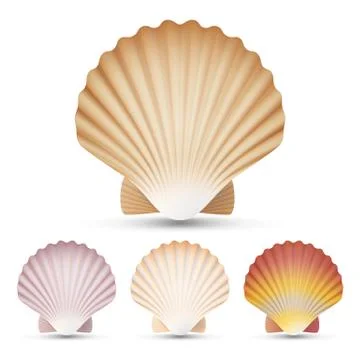 Scallop Seashell Set Vector. Exotic Souvenir Scallops Shell Isolated On White Stock Illustration