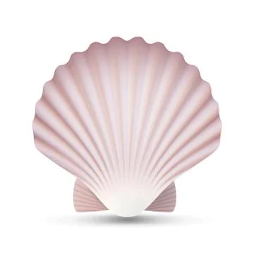 Scallop Seashell Vector. Ocean Mollusk Sea Shell Close Up. Isolated Stock Illustration