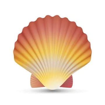 Scallop Seashell Vector. Realistic Scallops Shell Isolated On White Background Stock Illustration