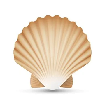 Scallop Seashell Vector. Realistic Sea Shell Close Up. Isolated On White Stock Illustration
