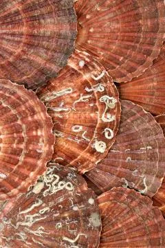 Scallop Shell Abstract Background Stock Photos