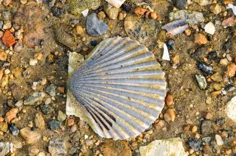 Scallop shell on beach Stock Photos