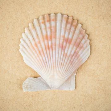 Scallop shell closeup scallop shell closeup on the kraft paper background ... Stock Photos