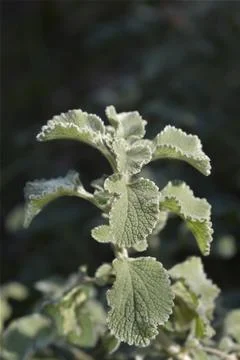 Scallop Shell Horehound Stock Photos