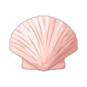 Scallop shell illustration Stock Illustration