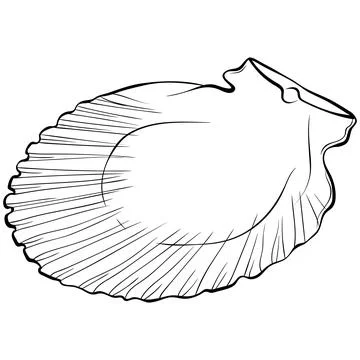 Scallop shell inside line art Stock Illustration