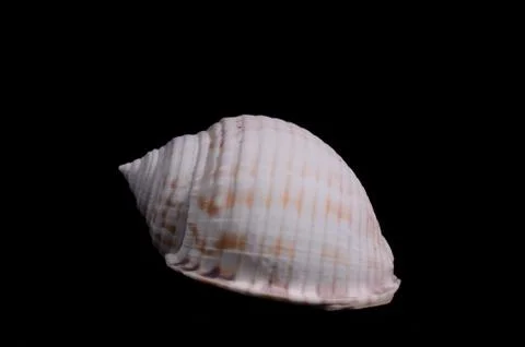 Scallop shell isolated 스톡 사진