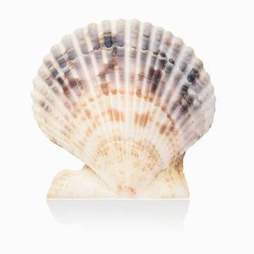Scallop shell isolated scallop shell isolated on the white background Copy... Stock Photos