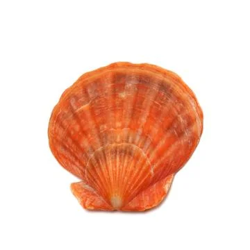 Scallop shell isolated on white background Stock Photos