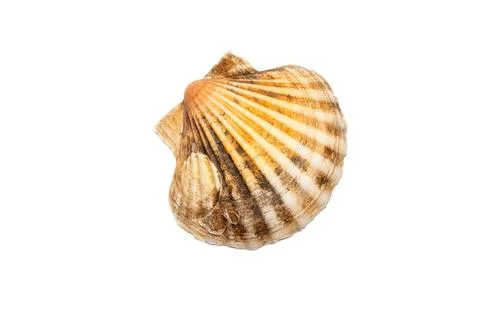 Scallop Shell Isolated on White Stock Photos