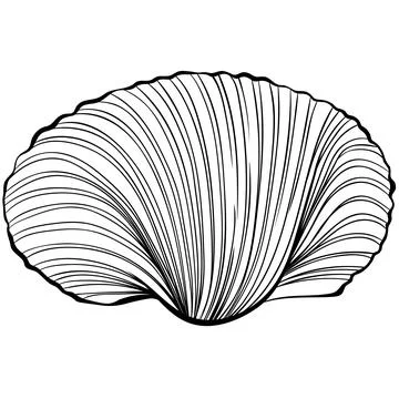 Scallop shell line art Stock Illustration