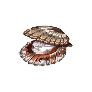 Scallop shell with open shells and mollusk, color vector illustration isolated. Stock Illustration