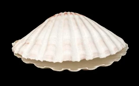 Scallop shell Stock Photos