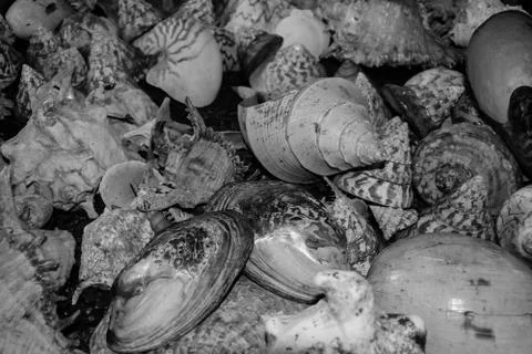 Scallop shell Stock Photos