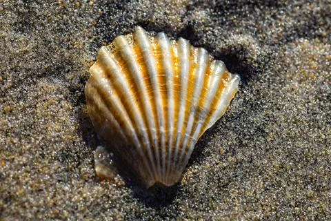 Scallop shell on the sand, closeup Stock Photos