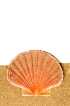 Scallop shell on the sand 写真素材