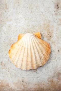 A scallop in a shell (seen from above) Stock Photos