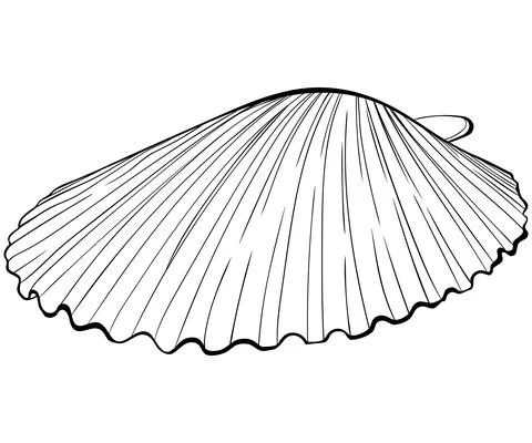 Scallop shell side view line art Stock Illustration