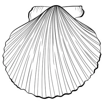 Scallop shell top view line art Stock Illustration