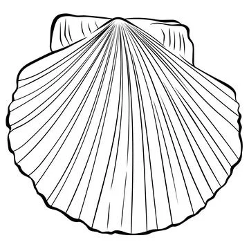 Scallop shell top view line art Stock Illustration