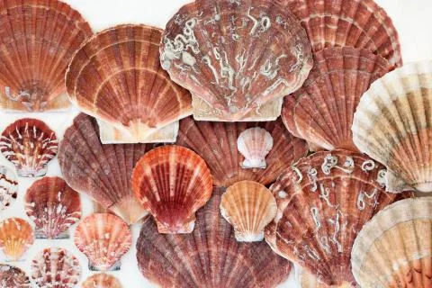 Scallop Shells Abstract Background Stock Photos