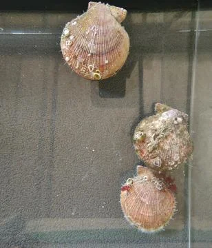 Scallop shells in the aquarium Stock Photos