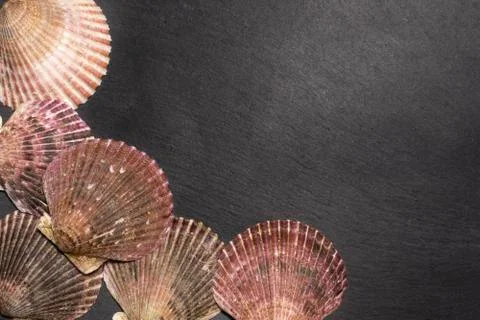 Scallop shells on dark background with copy space Stock Photos