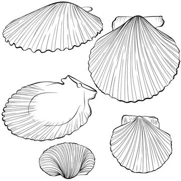 Scallop shells from different angles line art Stock Illustration