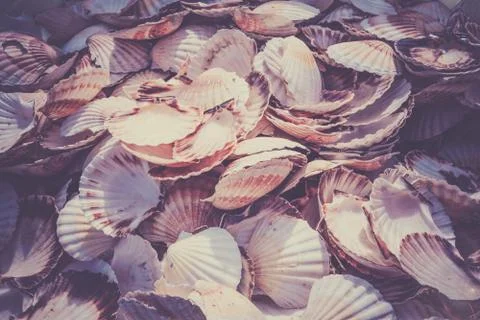 Scallop shells heap Stockfoto's