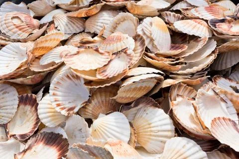 Scallop shells heap Stockfoto's