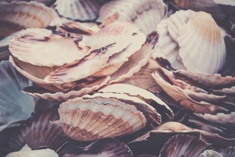 Scallop shells heap 스톡 사진