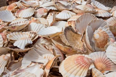 Scallop shells heap Stock Photos
