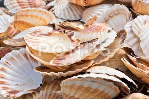 Scallop shells heap Stock Photos