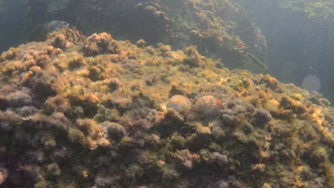 Scallop shells peacefully resting on a rocky underwater reef covered with green Video stock 343422716