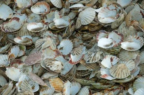 Scallop Shells Stock Photos