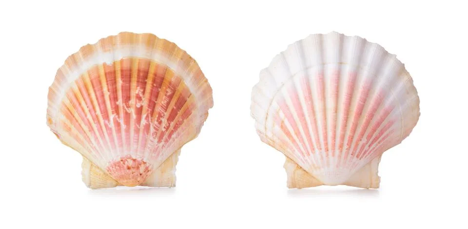 Scallop shells in a row. Stockfoto's