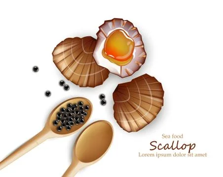 Scallop Vector realistic seafood. Fresh shellfish. 3d detailed illustrations Stock Illustration