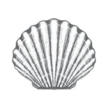 Scallop vector sketch Stock Illustration