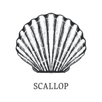 Scallop vector sketch Stock Illustration