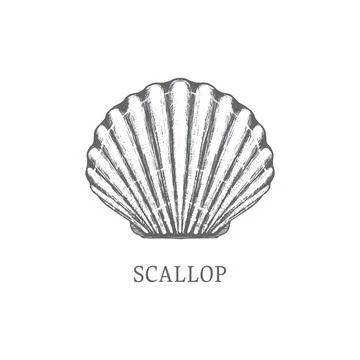 Scallop vector sketch. shell Stock Illustration