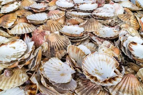 Scallop waste shells Stock Photos