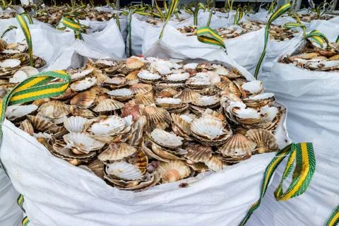 Scallop waste shells Stock Photos