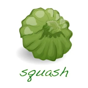 Scalloped custard squash  vector Stockillustratie