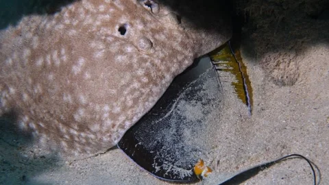 Scalloped-fronted electric ray (Torpedo panthera) eating a surgeonfish, Mangrove Stock Footage 329253973