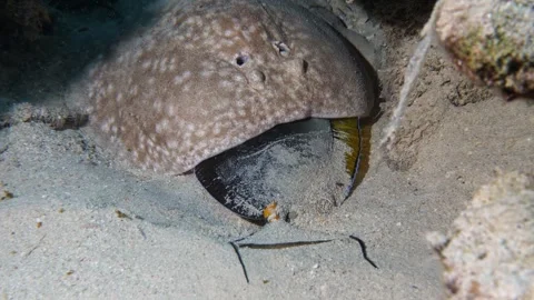 Scalloped-fronted electric ray (Torpedo panthera) eating a surgeonfish, Mangrove Stock Footage 329254547
