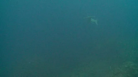 Scalloped hammerhead shark 2 Stock Footage