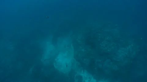 Scalloped hammerhead shark below Video stock 12725688