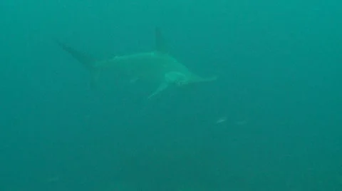 Scalloped hammerhead shark Stock Footage 12677529
